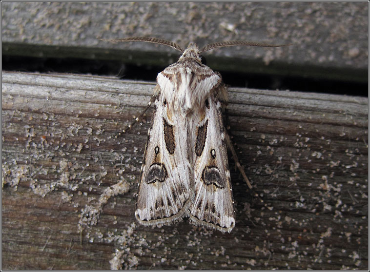 Archer's Dart, Agrotis vestigialis