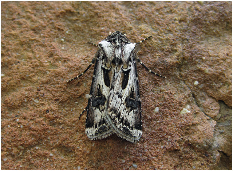 Archer's Dart, Agrotis vestigialis