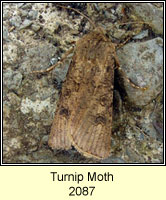 Turnip Moth, Agrotis segetum