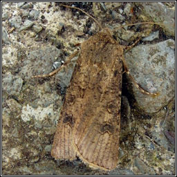 Turnip Moth, Agrotis segetum