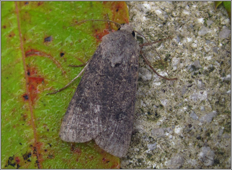 Turnip Moth, Agrotis segetum