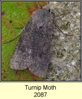 Turnip Moth, Agrotis segetum