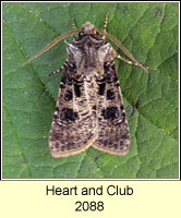 Heart and Club, Agrotis clavis