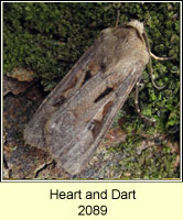 Heart and Dart, Agrotis exclamationis