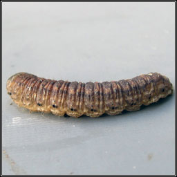 Heart and Dart, Agrotis exclamationis