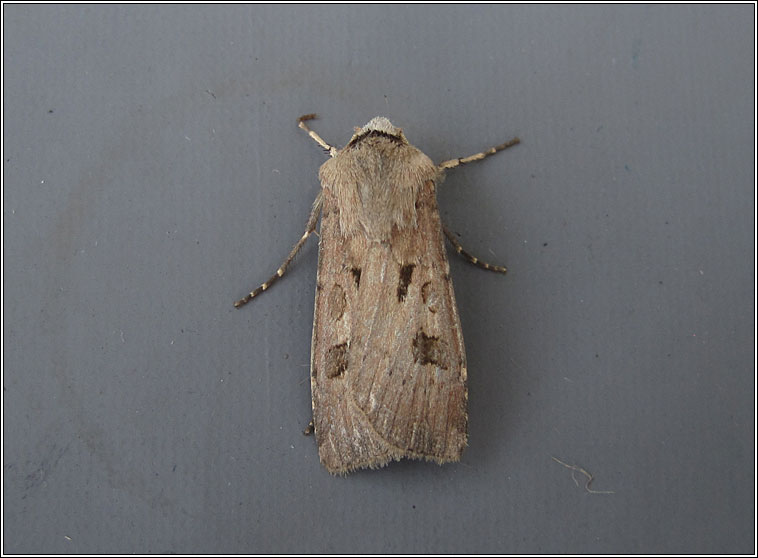 Heart and Dart, Agrotis exclamationis