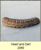 Heart and Dart, Agrotis exclamationis