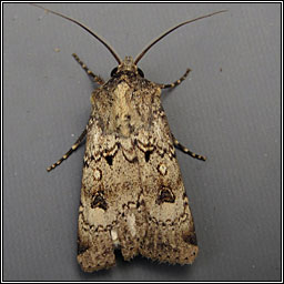 Crescent Dart, Agrotis trux lunigera