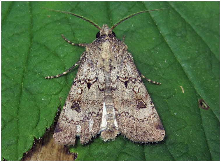 Crescent Dart, Agrotis trux lunigera