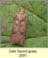 Dark Sword-grass, Agrotis ipsilon