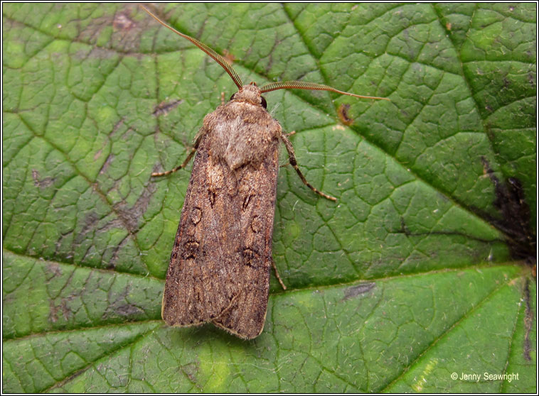 Dark Sword-grass, Agrotis ipsilon