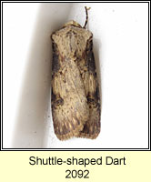 Shuttle-shaped Dart, Agrotis puta