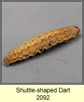 Shuttle-shaped Dart, Agrotis puta