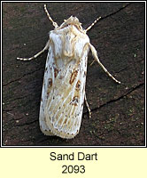Sand Dart, Agrotis ripae