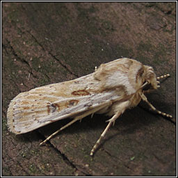 Sand Dart, Agrotis ripae