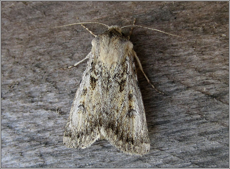 Sand Dart, Agrotis ripae