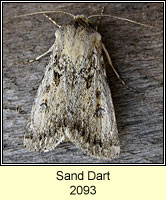 Sand Dart, Agrotis ripae