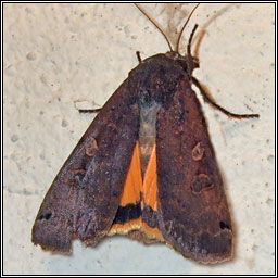 Large Yellow Underwing, Noctua pronuba