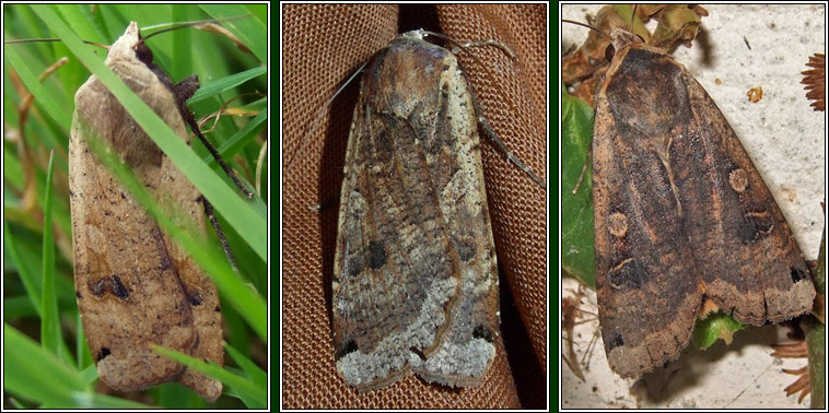 Large Yellow Underwing, Noctua pronuba