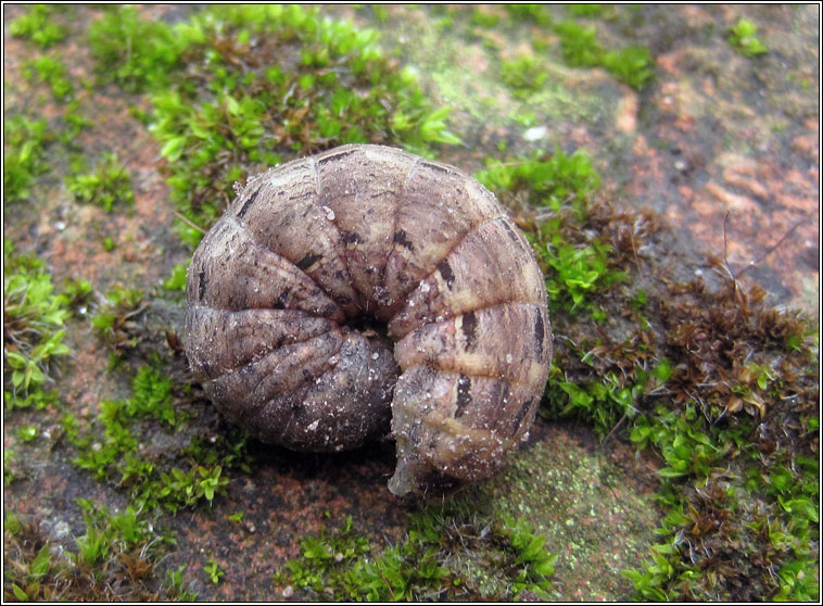 Large Yellow Underwing, Noctua pronuba