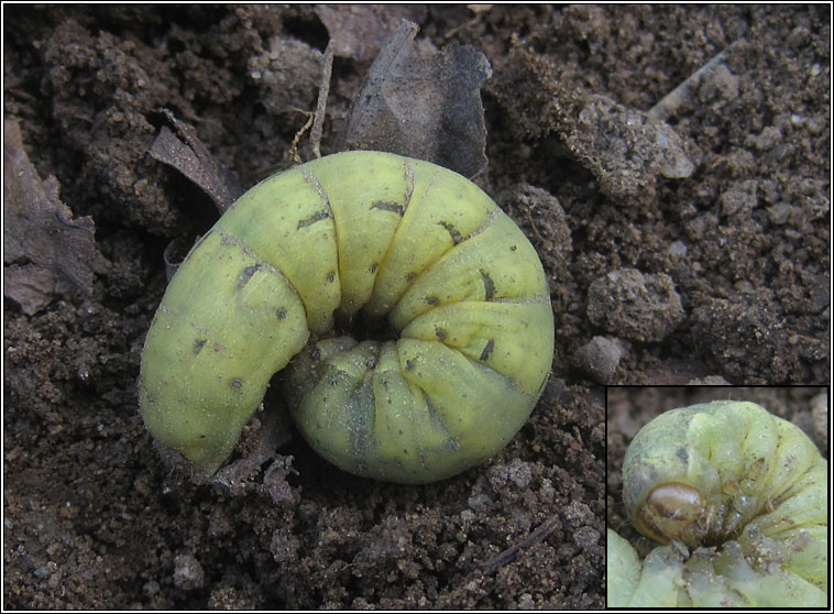 Large Yellow Underwing, Noctua pronuba