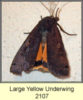 Large Yellow Underwing, Noctua pronuba