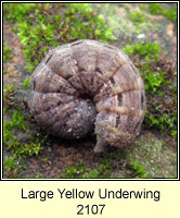 Large Yellow Underwing, Noctua pronuba