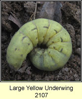 Large Yellow Underwing, Noctua pronuba