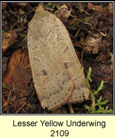 Lesser Yellow Underwing, Noctua comes