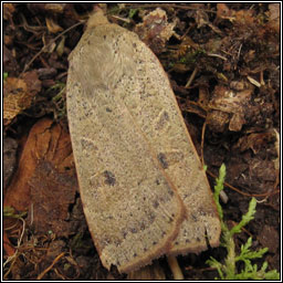 Lesser Yellow Underwing, Noctua comes