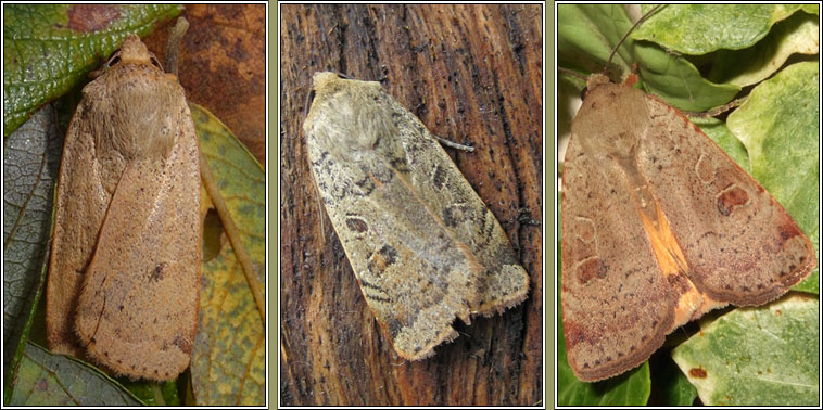 Lesser Yellow Underwing, Noctua comes