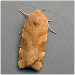 Broad-bordered Yellow Underwing, Noctua fimbriata