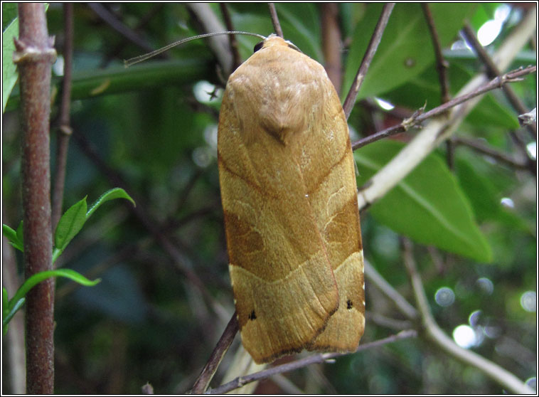 Broad-bordered Yellow Underwing, Noctua fimbriata