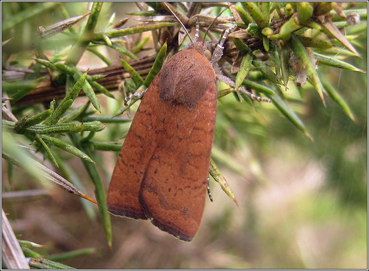 Least Yellow Underwing, Noctua interjecta