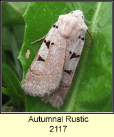 Autumnal Rustic, Eugnorisma glareosa