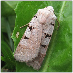 Autumnal Rustic, Eugnorisma glareosa