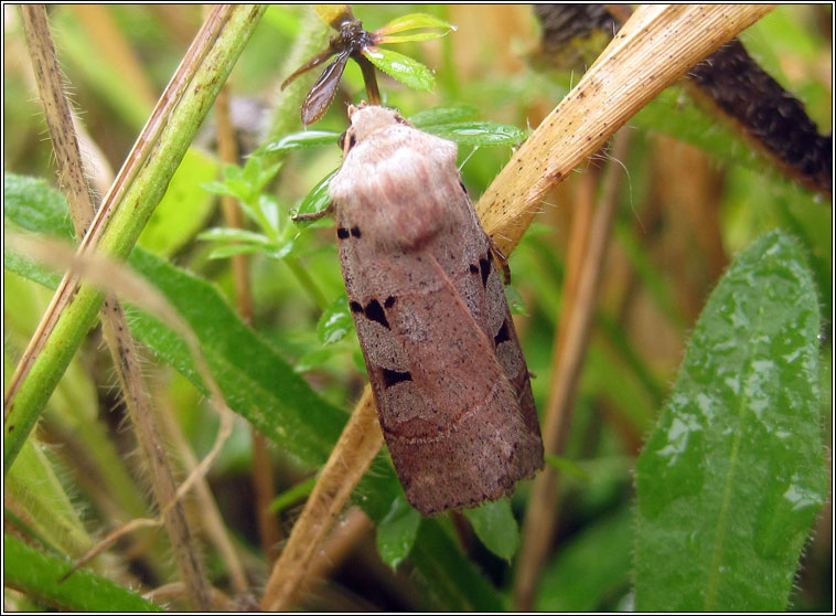 Autumnal Rustic, Eugnorisma glareosa