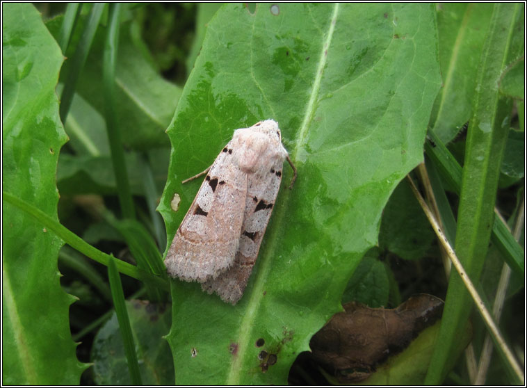 Autumnal Rustic, Eugnorisma glareosa