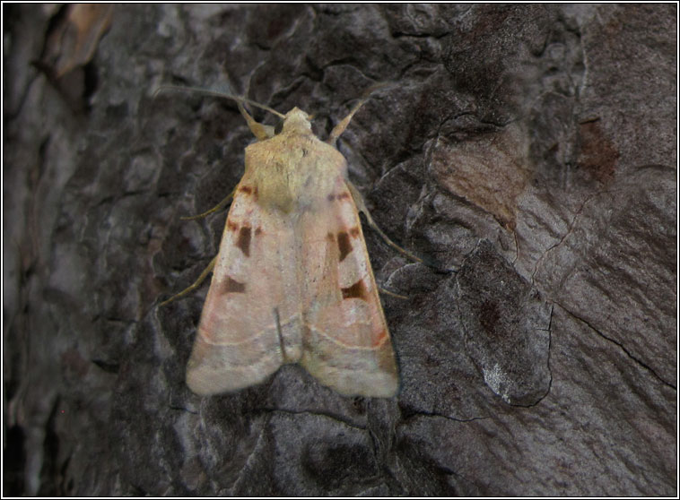 Autumnal Rustic, Eugnorisma glareosa