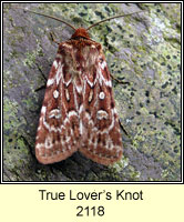 True Lovers Knot, Lycophotia porphyrea