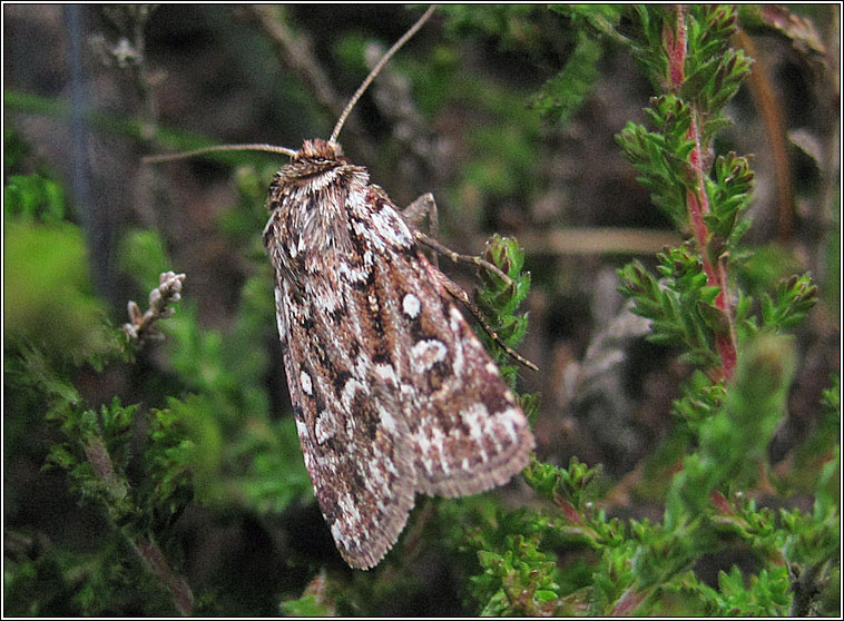 True Lovers Knot, Lycophotia porphyrea