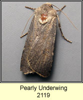 Pearly Underwing, Peridroma saucia