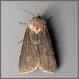 Pearly Underwing, Peridroma saucia