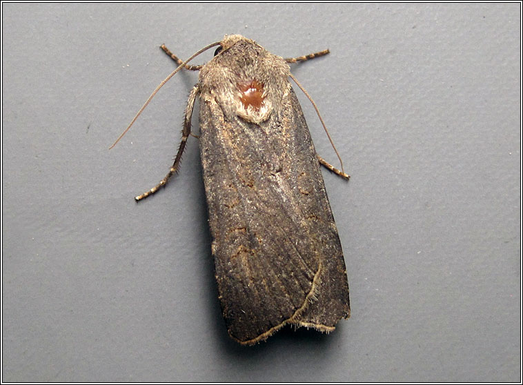 Pearly Underwing, Peridroma saucia