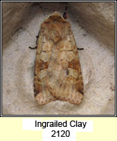 Ingrailed Clay, Diarsia mendica