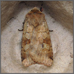 Ingrailed Clay, Diarsia mendica