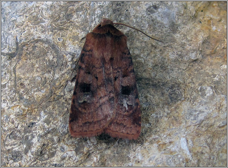 Small Square-spot, Diarsia rubi