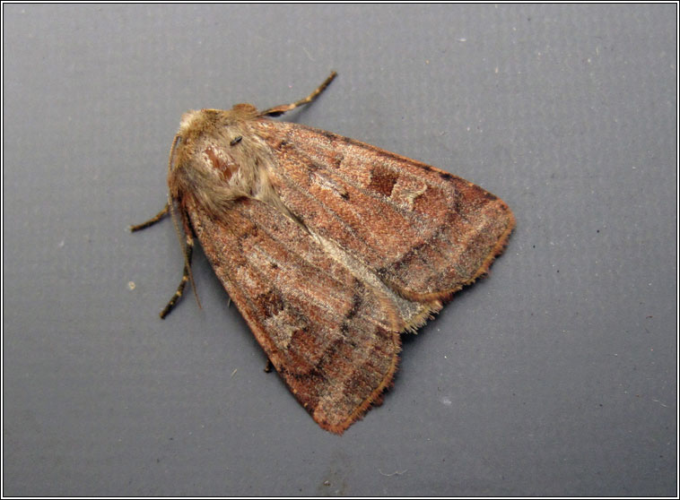 Small Square-spot, Diarsia rubi