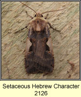 Setaceous Hebrew Character, Xestia c-nigrum