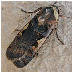 Setaceous Hebrew Character, Xestia c-nigrum